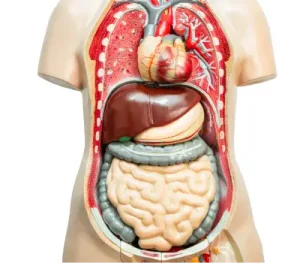 Operaciones gastrointestinales