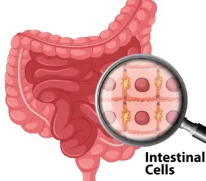 Infecciones intestinales